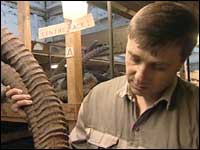 Malcolm examining a sable horn