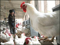   فارم مرغداری 