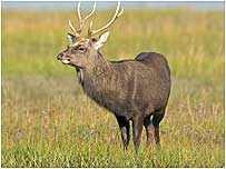 Sika Deer c/o RSPB Images and David Kjaer