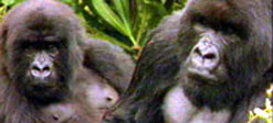 Two adult gorillas