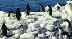 Adelie Penguins