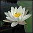 Water lily