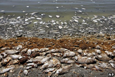 Dead fish at Salton Sea, California