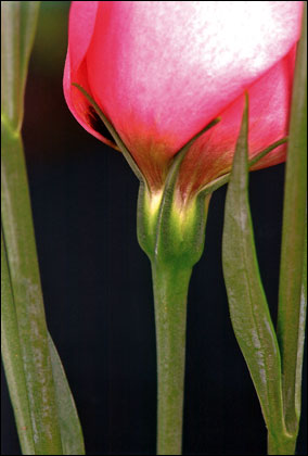 Flower by Marek Zylinski