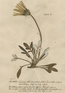 Illustration of The Treasure Flower. Named Gorteria rigens by Linnaeus. Used with permission of The Linnaean Society.