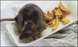 A poster image from the Tidy Britain campaign 