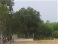  پیپل کا درخت 