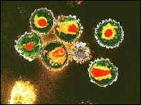 O vírus HIV, responsável pela AIDS