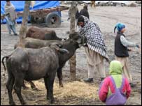 بالاکوٹ میں قربانی