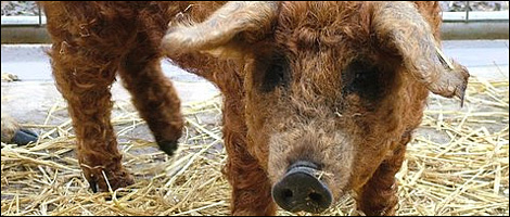 Mangalitzas - Pig Paradise Farm, Wiltshire