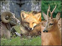 گوزن و روباه سرخ ارمنی، قوچ کردی