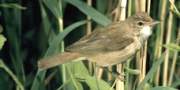 Reed Warbler, copyright owned by RSPB.