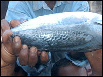 ٹیونا مچھلی