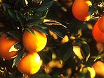 Indústria da Flórida