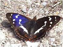 Purple Emperor c/o Robin Daniels