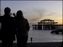 ब्राइटन में एक जोड़ा