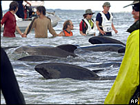 Baleias encalhadas na Nova Zelândia