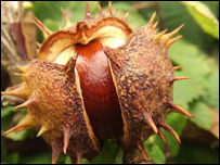 Conker