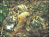 Foto: John Goodrich/Wildlife Conservation Society