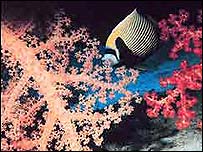 मूँगा चट्टान