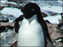 Adelie penguin by Louise Baker