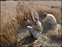 Buğday hasadı