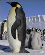 Penguins and their chicks