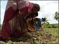 Nông dân Ấn Độ đang làm việc trên cánh đồng của mình