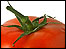 tomato