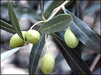 ज़ैतून की डाल