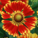 Helenium, Helen’s flower