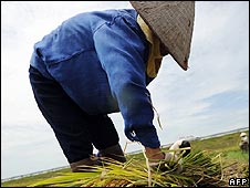 Thu hoạch lúa ở VN