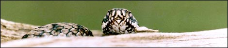 Female adder taken by Rob Ward
