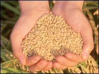 धान की फ़सल