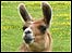 llama