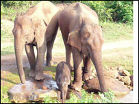 झुंड में वापस कलिंग