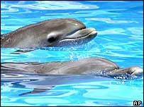 ڈولفن
