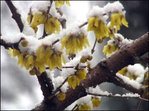 عکس از فاخره خطیبی