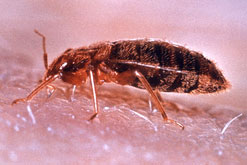 Bed bug (Cimex lectularius)