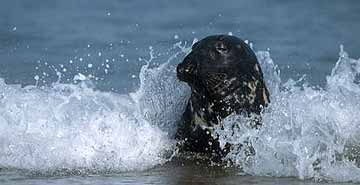 Grey Seal ©Gerhard Schulz
