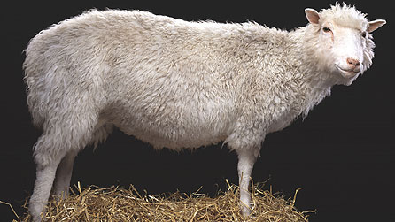 Dolly the Sheep