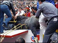 Pajarito é retirado da arena após ter sido morto