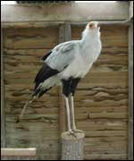 Secretary Bird