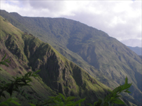 Peruvian Jungle