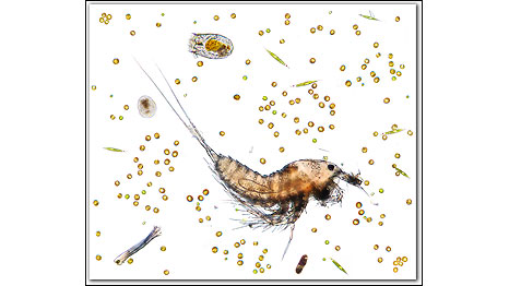 Gota de água de uma lagoa (Foto: Jesper Grønne/FotoJesper.dk/Cortesia Nikon Small World)