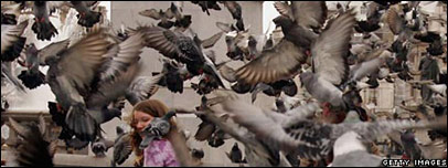 云集广场的鸽子