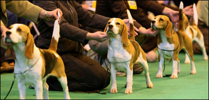 Crufts