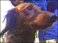 ریڈ آئرش سیٹر