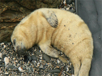 A sleeping seal pup c/o: cornishseals.co.uk