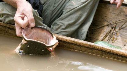 Bruce catches a pirarucu